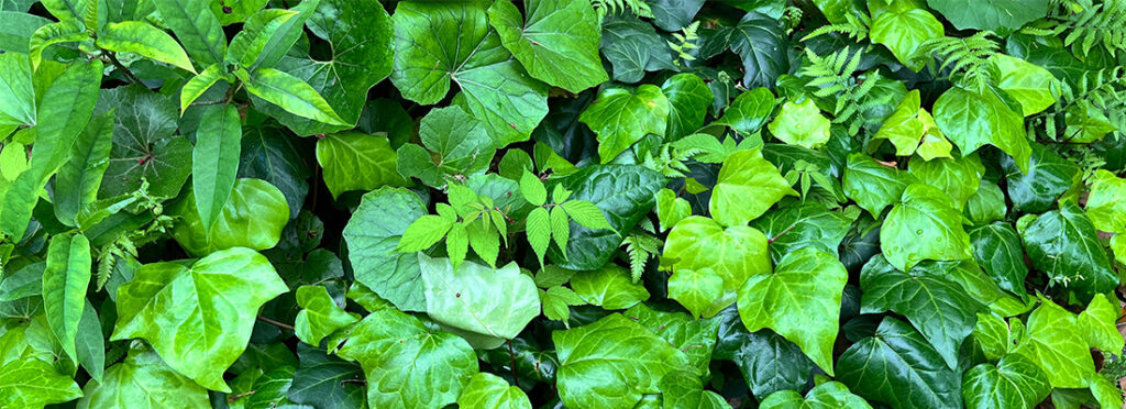 生い茂る植物の画像。を上から見下ろすアングルで。
